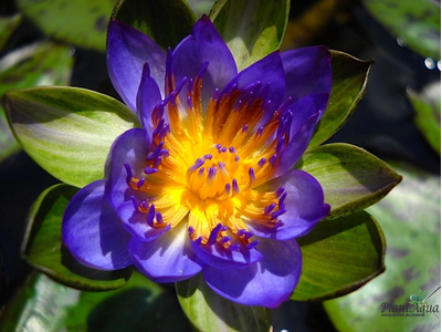 Нимфея Индиан Годдес