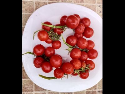 Томат Принц Баяя (Prince Bajaja)