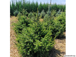 Ель Сербская - Picea Omorika