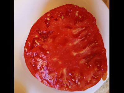 Томат Ишалница (Isalnita cu Cute) Румыния