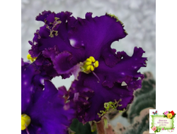 МТ-Моя Вселенная (М. Тотиева) 2023 г.