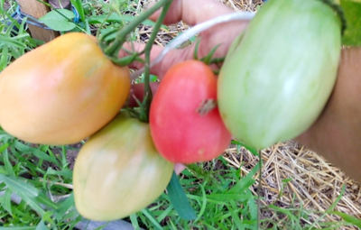 Томат Подсинское чудо