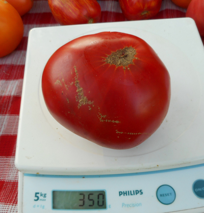 Томат Мамина любовь