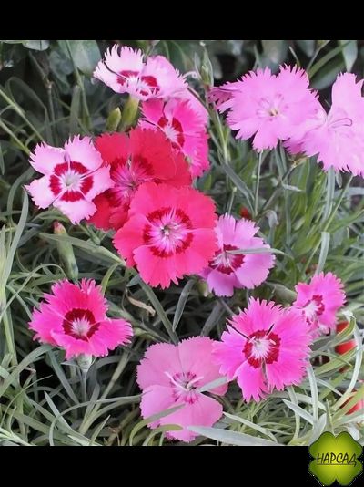 ГВОЗДИКА В АССОРТИМЕНТЕ