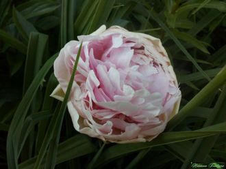 Пион Неизвестный (усл название Каменка)