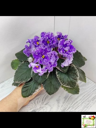 Н-Озёрный Край (Н. Бердникова) 2018