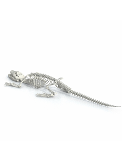 скелеты животных Скелет крокодила целый