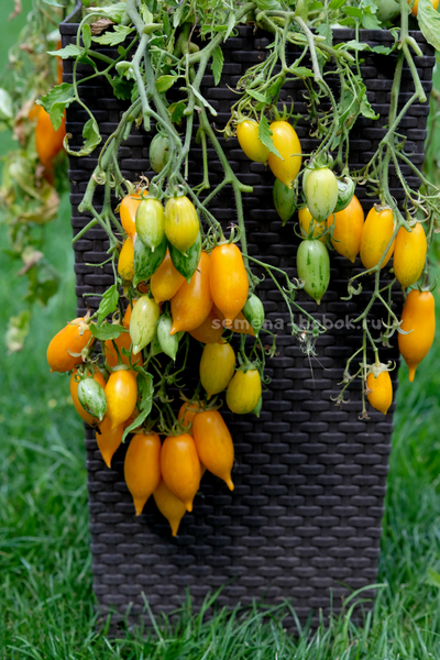 Томат Guinel Yellow (Гуинель жёлтый), 10 шт