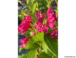 Вейгела Биг Лав фото цветения красовский-сад.рф
