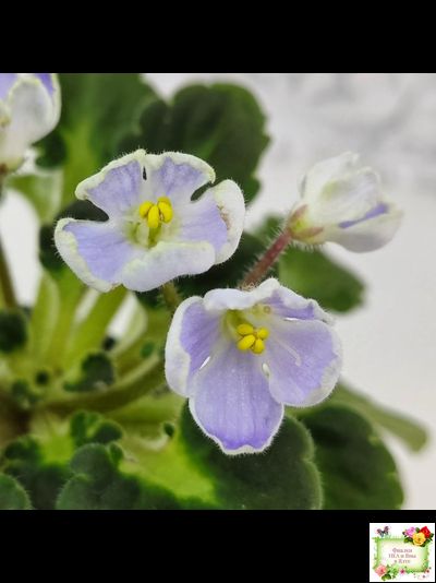 Vi-Лесная Нимфа (И.Виблая) 2021 г. (гёрл-листья)