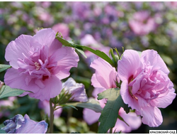 Гибискус Арденс - Ardens