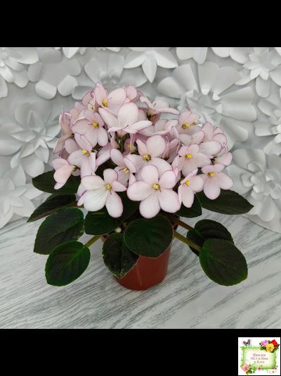 Н-Дюймовочка (Н. Бердникова)