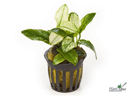 Анубиас Нана Пинто (пластиковый горшок)