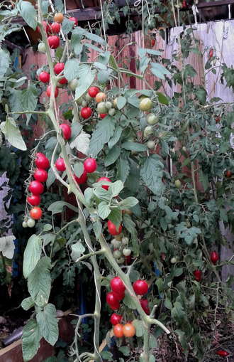 Семена томата Умелец