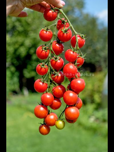 Томат-черри  Красная Вишня, 10 шт