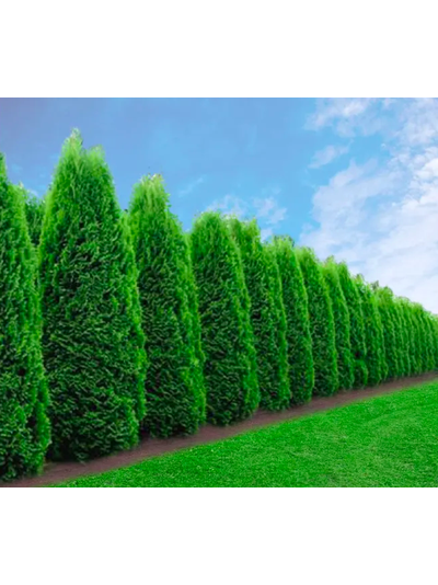 туя западная Смарагд  Р9