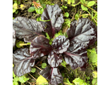 Ajuga Atropurpurea