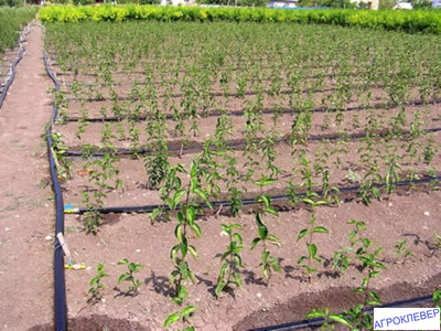 Капельная лента Шаг 10см бухта 100м