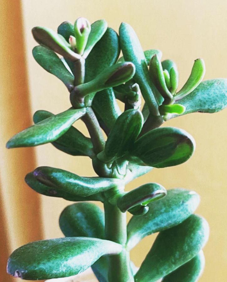 Крассула Гэндальф Crassula Gandalf