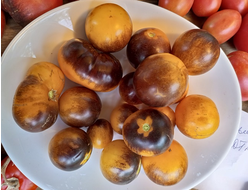 Томат Гондвана Луна ( Dwarf Gondwana Moon)