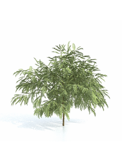 лиственные Акация золотистая 021_v3