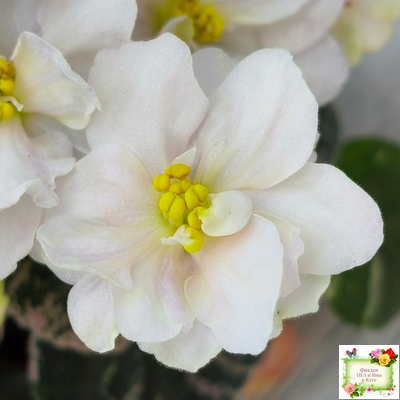 Golden Eye (S. Sorano)