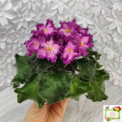 Nik-Любовный Напиток (Н. Булко) 2023 г.