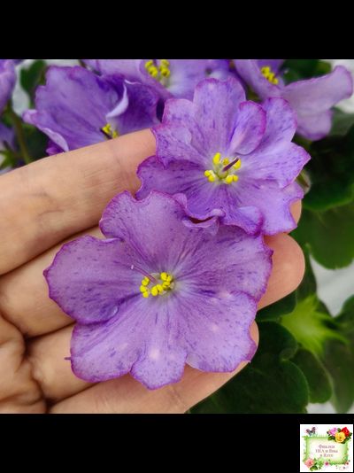 АВ-Девочка с Севера (Фиалковод) 2021 г.