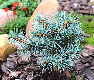 Ель колючая Мекки (Picea pungens Mecky) 2,0 л