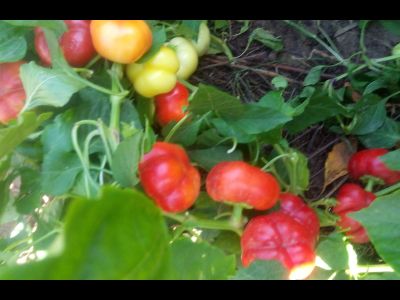 Перец сладкий Ботинечка зута (Botinecka Zuta, Хорватия)