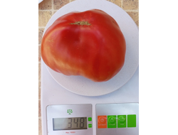 Томат Вишневый от Зуси (Zuzi)