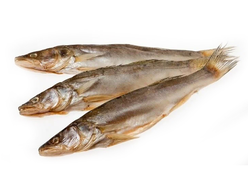 Судак вяленый