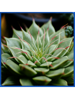 Graptoveria 'Silver Star'