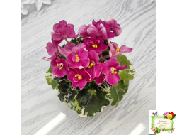 ЛЕ-Фруктовая Мармеладка (Е.Лебецкая) 2017 г. (лист укоренённый)