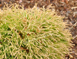 Туя западная Голден Таффет (Thuja occidentalis Golden Tuffet)