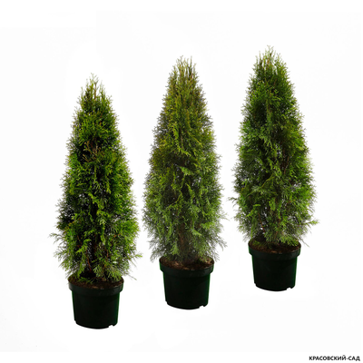 Туя Смарагд - Smaragd 150 см