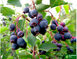 Ирга канадская