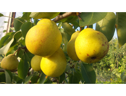 Праздничная(Память Анзина) (груша), 1-2год, ЗКС