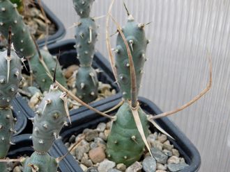 Tephrocactus articulatus v. papyracanthus (2-3 членика) укоренённый черенок