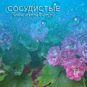 Сосудистые капли, 100 мл.