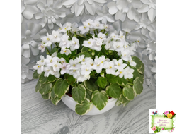 Ва-Банк (Л. Мещерякова) листовая химера (стартер сорт)