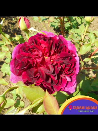 Манстед Вуд (Munstead Wood)