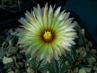 Astrophytum AS SUPER TOKUSHIRO orange fl - 5 семян