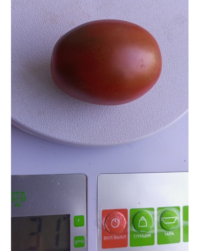 Томат Черный мавр