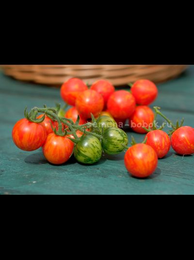 Томат Ruby Slipper (Рубиновые бамшмачки), 10 шт