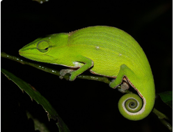 Хамелеон мадагаскарский полосатый (Calumma gastrotaenia)