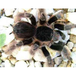 Acanthoscurria natalensis