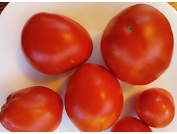 Томат Минусинский бочковой