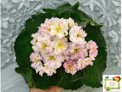 ЛЕ-Злато Скифов (Е. Лебецкая) 2015 г.