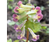 Corydalis Ожерелье(И.Самойленко)